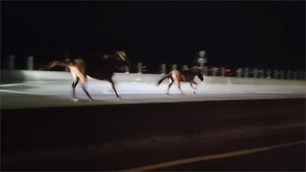 台61驚現「2馬狂飆」1匹遭撞飛倒地亡 競速畫面曝光網歪樓:已超速!