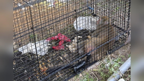 世界猴子日　新北動保處籲落實4不1保5大原則