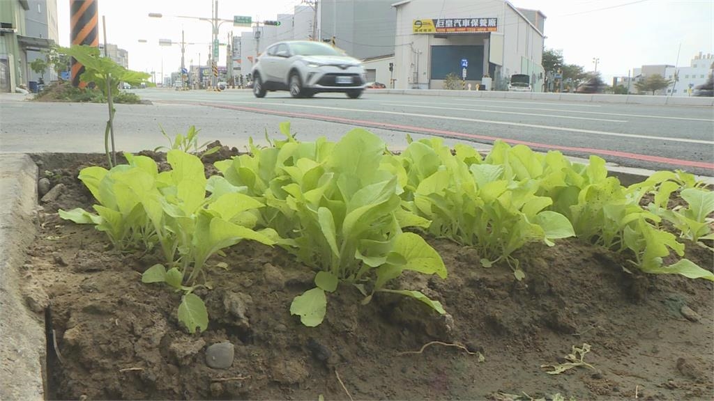 台南人行道綠化帶驚見「開心農場」 民眾笑翻:很有趣