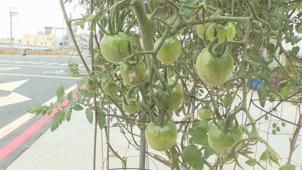 台南人行道綠化帶驚見「開心農場」 民眾笑翻:很有趣