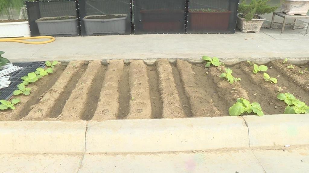 台南人行道綠化帶驚見「開心農場」　民眾笑翻：很有趣