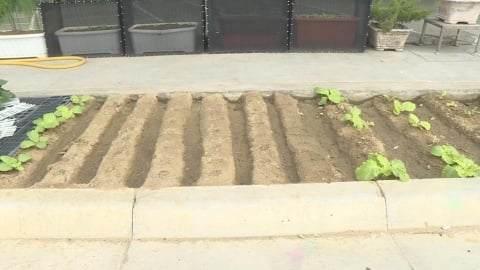 台南人行道綠化帶驚見「開心農場」 民眾笑翻:很有趣