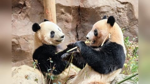 【有片】東京上野動物園2熊貓明年1月送返中國　兩國友誼萌獸歸零