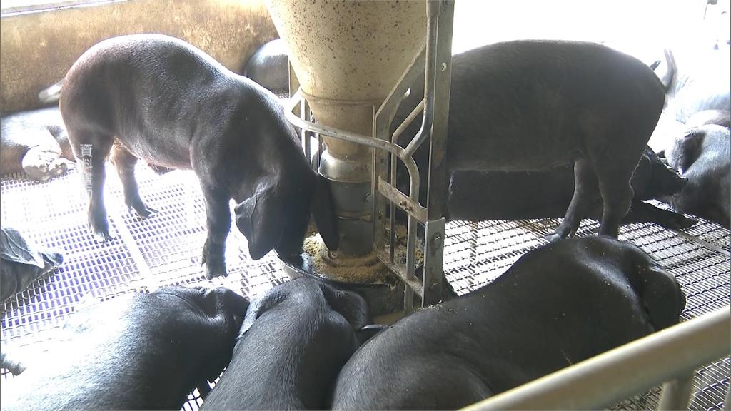 衛環委員會討論豬瘟爆口角 一句「台中市長要負責」惹惱楊瓊瓔