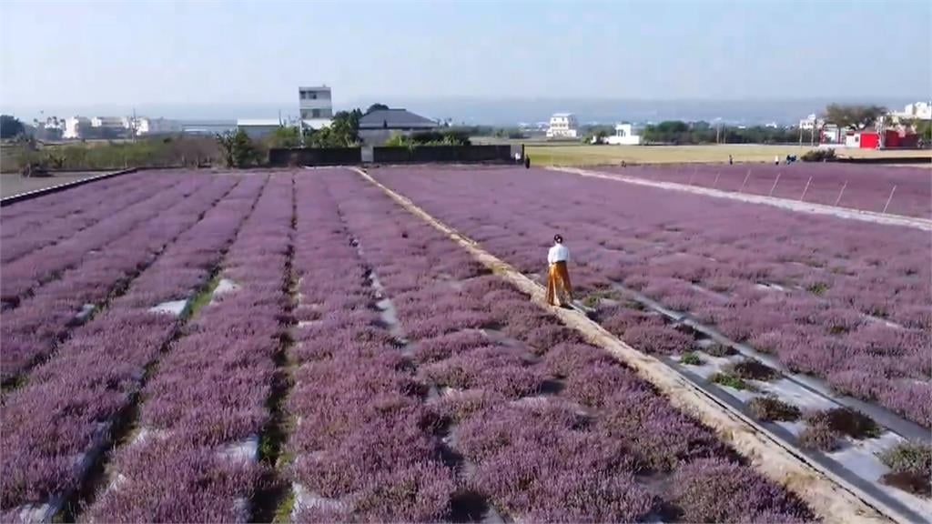 搶拍仙草花秘境! 彰化賞花人潮爆滿"交通亂象多"