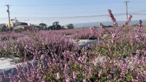 搶拍仙草花秘境! 彰化賞花人潮爆滿"交通亂象多"