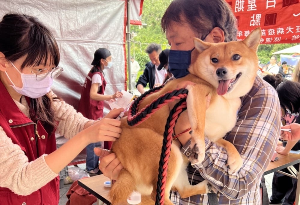 世界強化免疫日 新北動保處3招保護毛孩 11 248251215a10