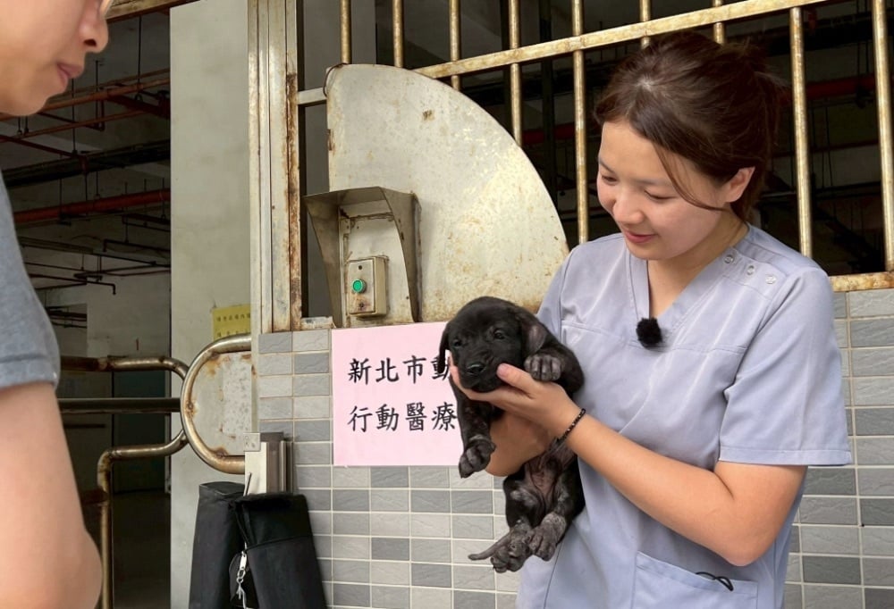 世界強化免疫日 新北動保處3招保護毛孩 12 248251215a09