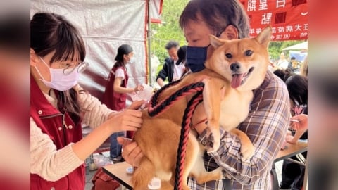 世界強化免疫日 新北動保處3招保護毛孩