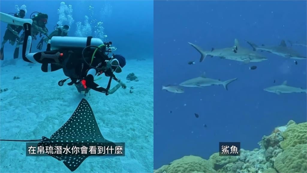 潘慧如超辣比基尼秀凍齡身材!帛琉潛水遇「10鯊共舞」驚人費用曝