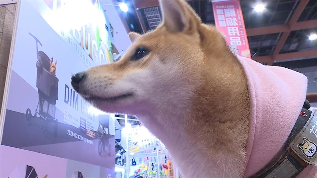 一堆主人都OUT!嗨帶狗狗出門「1動作踩線」慘被罰2000元…網搖頭:超危