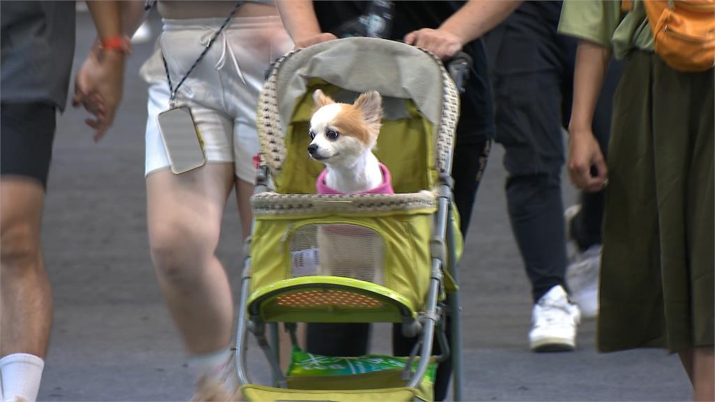 一堆主人都OUT!嗨帶狗狗出門「1動作踩線」慘被罰2000元…網搖頭:超危