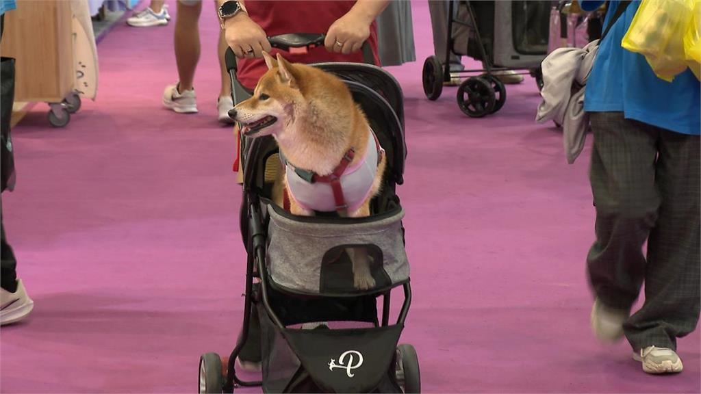 一堆主人都OUT!嗨帶狗狗出門「1動作踩線」慘被罰2000元…網搖頭:超危