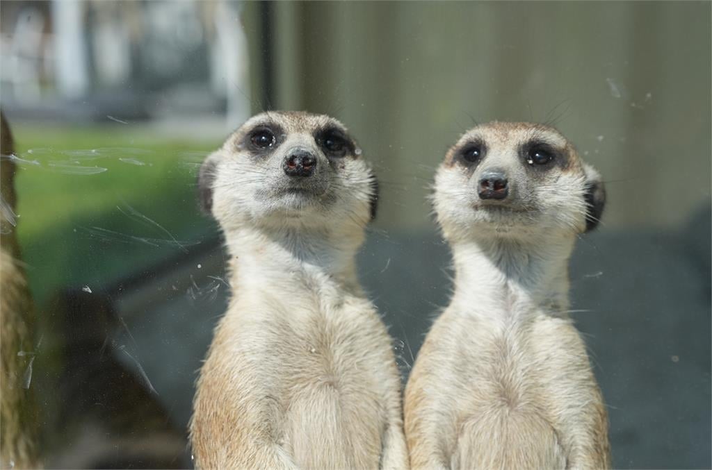 麗寶樂園親子農場試營運！「玖壹壹、安心亞」將現身週末路跑演唱會