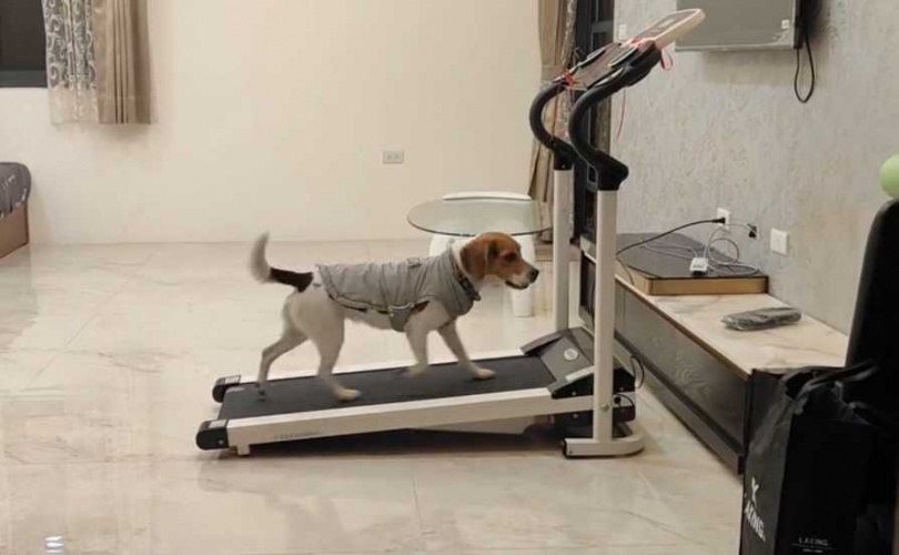 搜救犬自律跑跑步機。（圖／翻攝自Threads＠tdda_cd24）