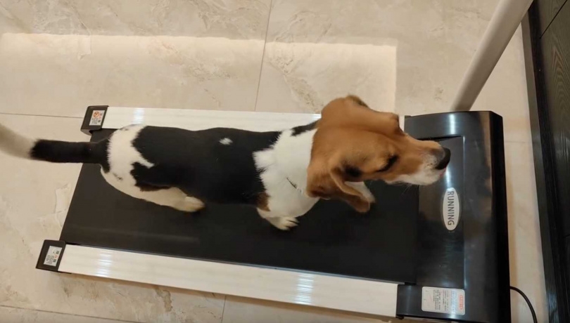 搜救犬自律跑跑步機。（圖／翻攝自Threads＠tdda_cd24）