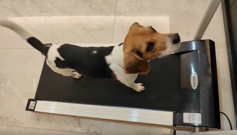 搜救犬自律跑跑步機。（圖／翻攝自Threads＠tdda_cd24）