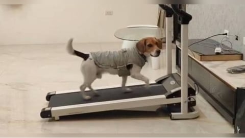 搜救犬超自律「狂跑跑步機」!還會要求速度快 網驚:超像AI