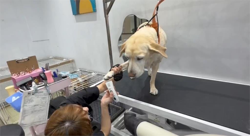 全台最寵毛孩城市在台中！　數據曝光網驚新生兒數慘輸