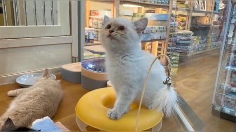 全台最寵毛孩城市在台中! 數據曝光網驚新生兒數慘輸