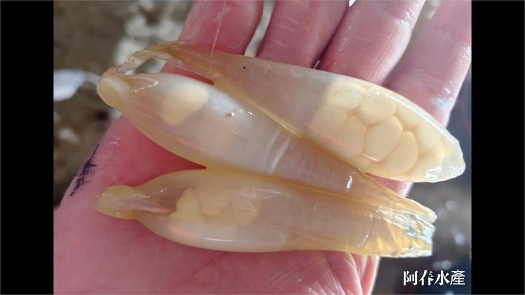 罕見! 長尾鯊遭捕獲"肚裡驚見活寶寶" 專家:存活率不到萬分之一