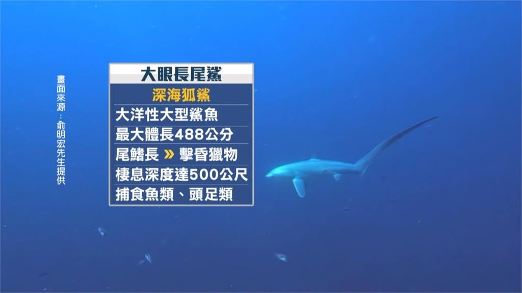 罕見! 長尾鯊遭捕獲"肚裡驚見活寶寶" 專家:存活率不到萬分之一