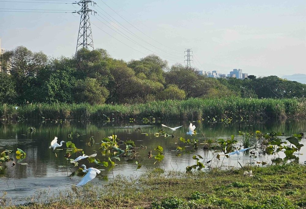 季節限定生態美景 大漢溪濕地芒花綻現冬候鳥齊聚 1 cnews204251216a04
