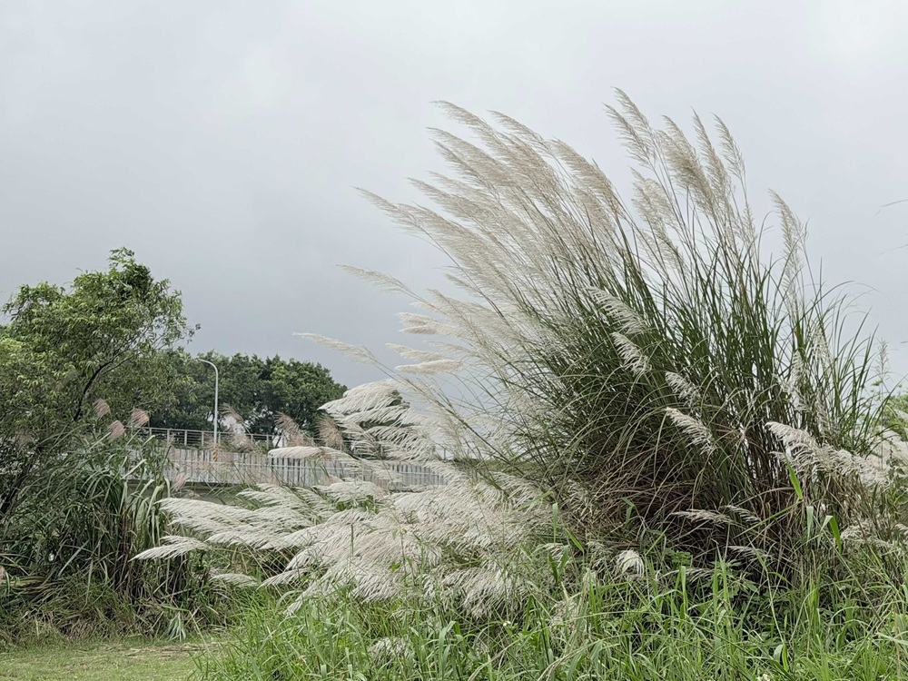 季節限定生態美景 大漢溪濕地芒花綻現冬候鳥齊聚 2 cnews204251216a05