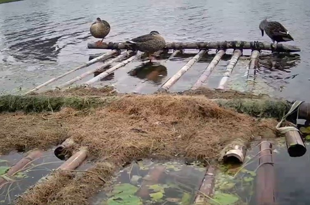 季節限定生態美景 大漢溪濕地芒花綻現冬候鳥齊聚 3 cnews204251216a06