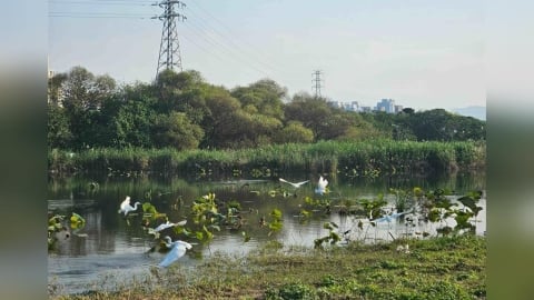 季節限定生態美景　大漢溪濕地芒花綻現冬候鳥齊聚