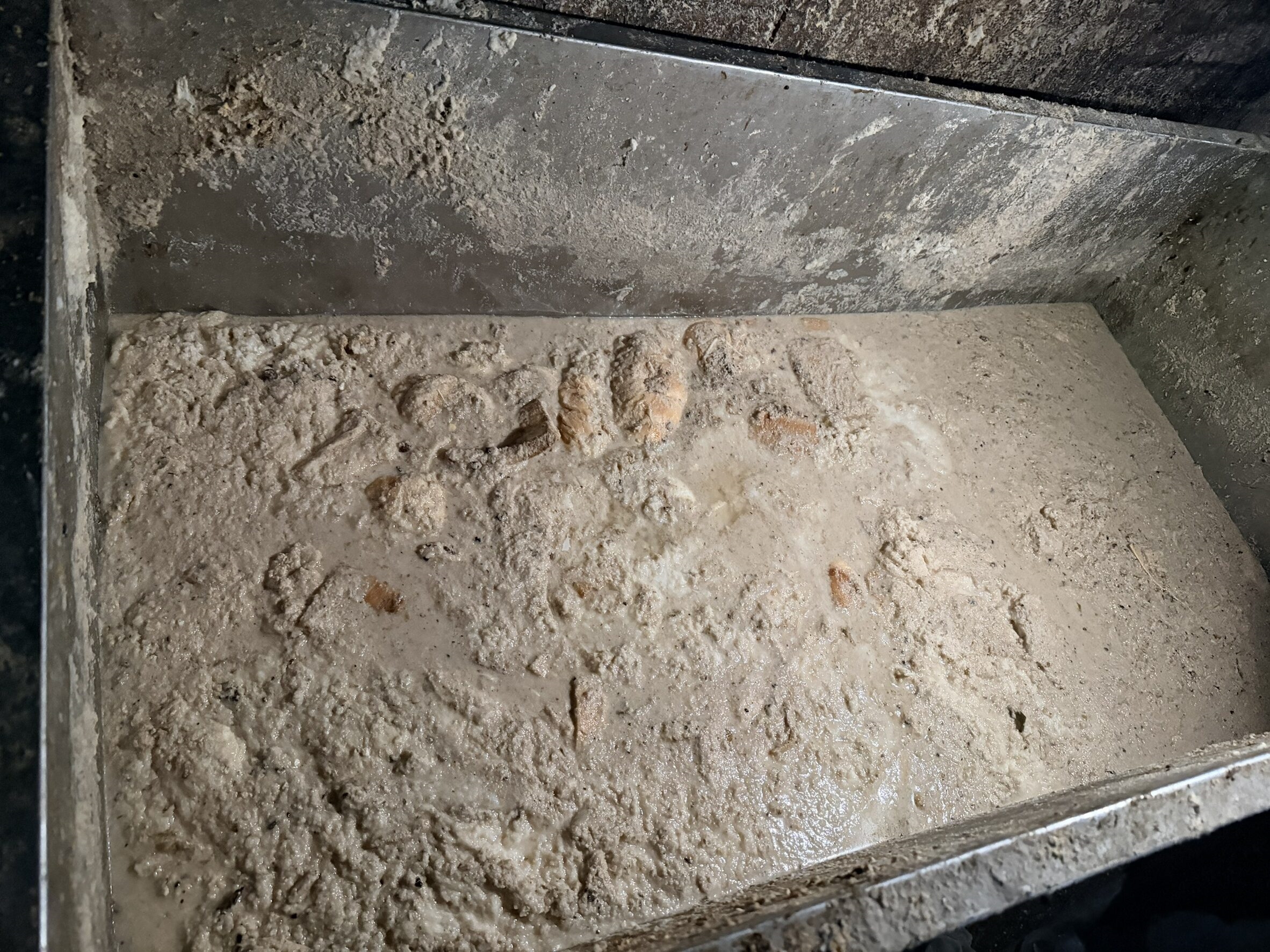 防非洲豬瘟！龍井養豬場違法廚餘養豬最高罰400萬