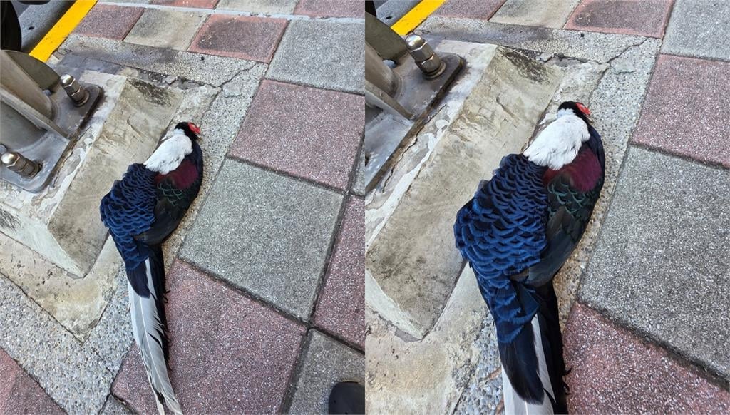 「最傻眼路殺!」秀朗橋下驚見藍腹鷴屍體 柳丁哥哥嘆:這次救援是人生最難忘