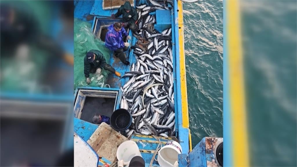 大豐收! 四千尾"正頭烏"入港 漁民第二波年終入袋