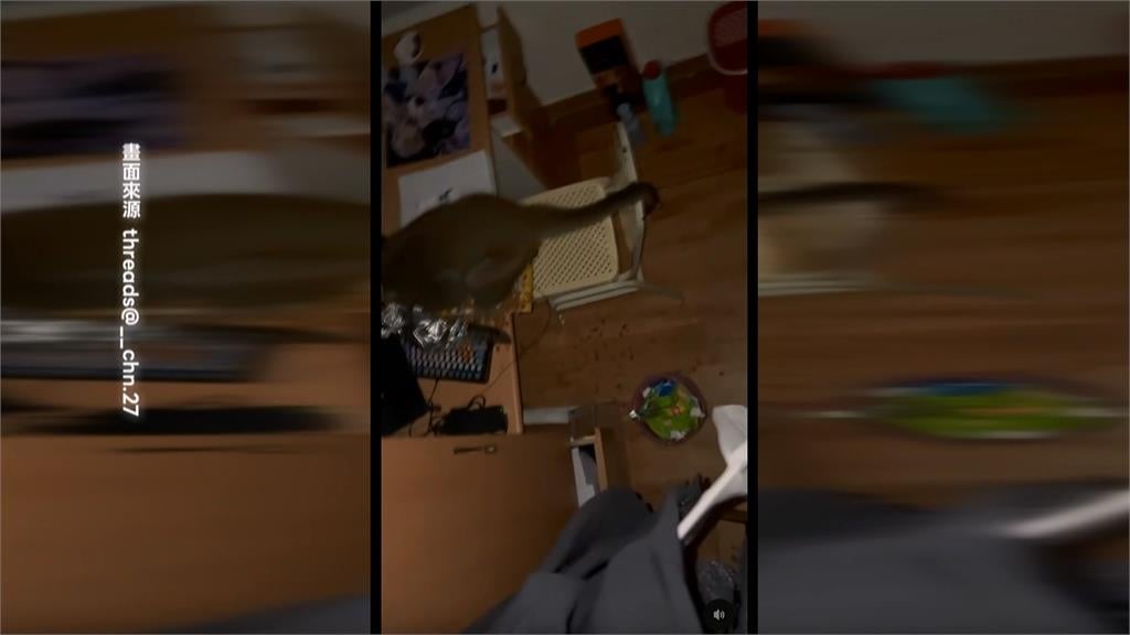 中山大學宿舍被獼猴洗劫! 「大學長」坐書桌忘情吃零食