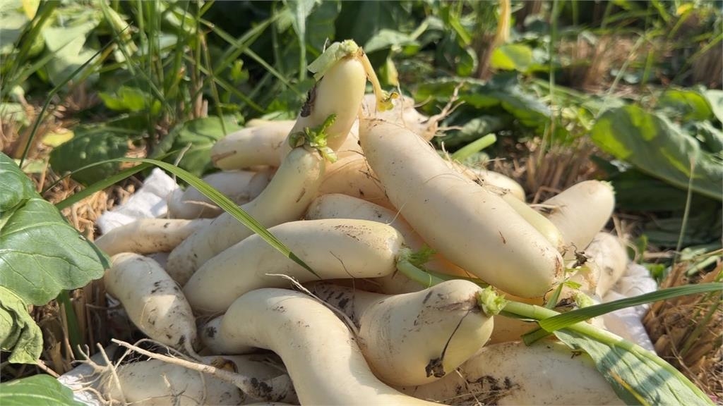 雲林斗六蘿蔔產季開放自採　每公斤１０元！湧民眾搶拔蘿蔔