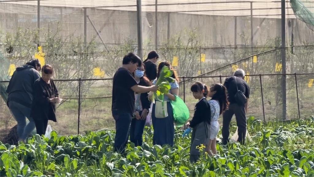 雲林斗六蘿蔔產季開放自採　每公斤１０元！湧民眾搶拔蘿蔔