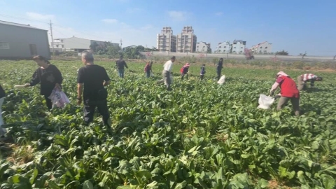 雲林斗六蘿蔔產季開放自採　每公斤１０元！湧民眾搶拔蘿蔔