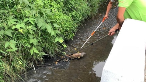 一年狂抓1.5萬隻！屏東「最強獵人」獵殺綠鬣蜥…爽領175萬禮券