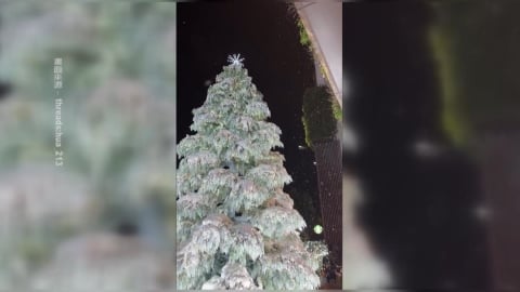 小恐龍穿新衣！台中市交通局攜手科博館　行人號誌換上耶誕裝