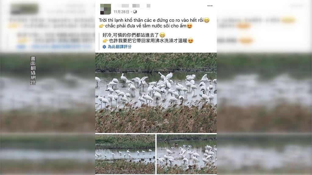 網友炸鍋! 移工"煮野鳥"貼文附黑面琵鷺照片警展開追查