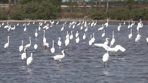 網友炸鍋! 移工"煮野鳥"貼文附黑面琵鷺照片警展開追查