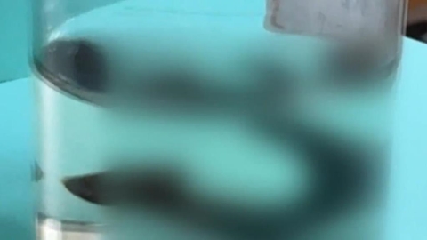 7歲妹稻田玩耍下體突然「疼痛＋出血」　送醫檢查竟是遭「水蛭鑽入咬傷！」