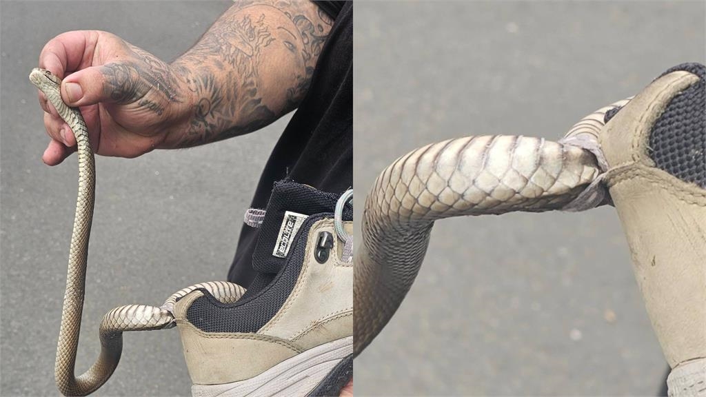 女子玩遊戲低頭驚見「毒蛇卡鞋上」　專家嚇傻：這1口能殺20萬隻老鼠！ 