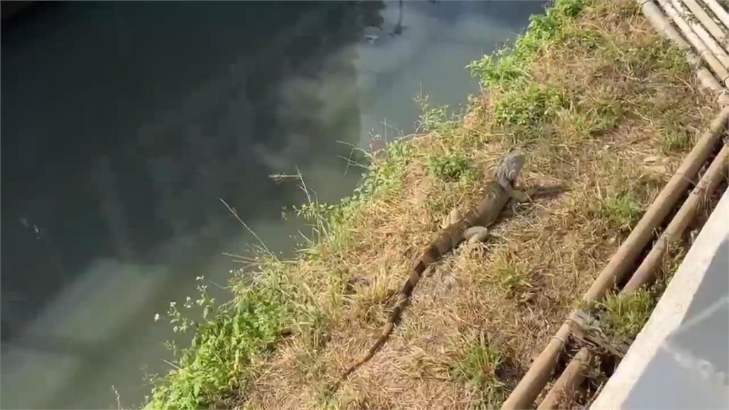 快新聞／綠鬣蜥慘了！徐富癸爭取7千萬防治　農糧署加推「圍網補助」