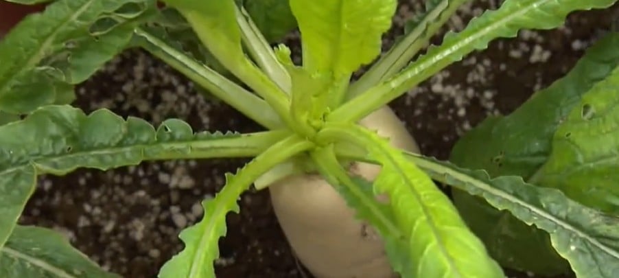 白蘿蔔精華「1部位」別再順手切掉！專家揭驚人價值：維生素A高出2300倍