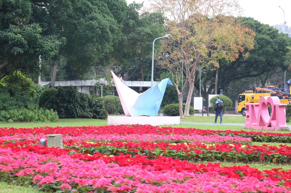 青年公園遍佈聖誕紅 圖/臺北市政府