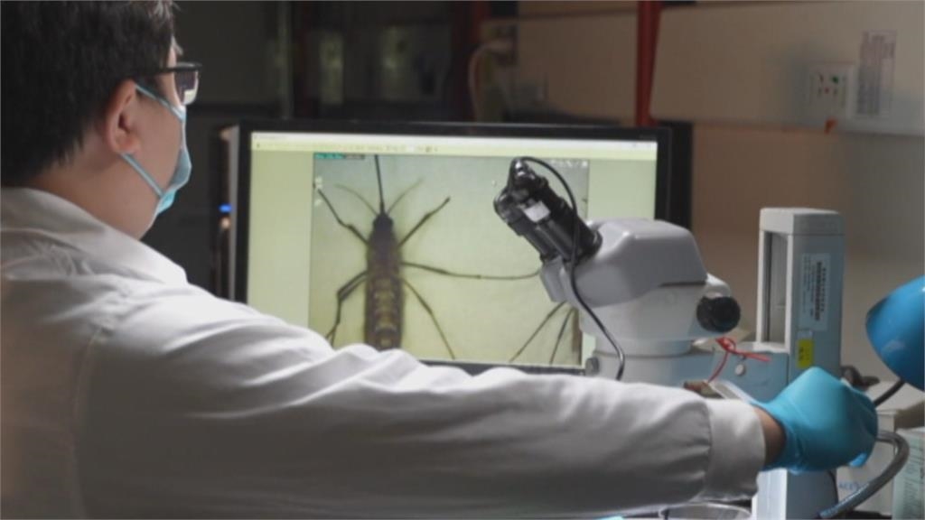 「改變基因」控制病媒蚊數量　避免破壞生態平衡考驗科學家