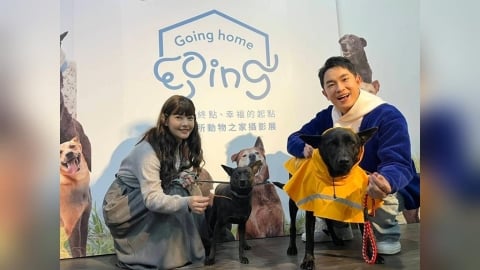 AI科技幫忙找家　新北動保處透過影像讓毛寶貝被看見