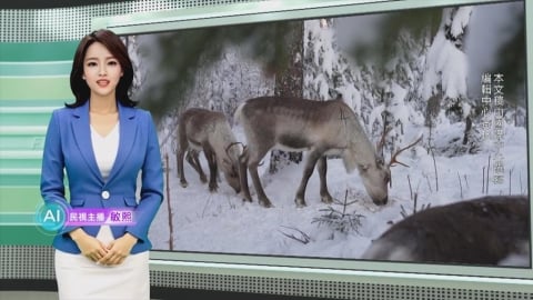 敏熙報氣象／地球暖化重重挑戰　芬蘭20萬隻馴鹿面臨生存危機