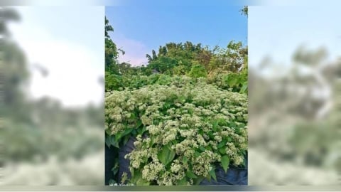 滿山遍野開滿小白花超美！她驚嘆「不可思議」　網急示警：快除掉